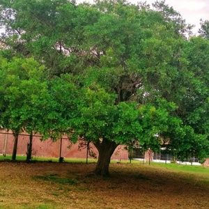 Meet your Posher, Hazel